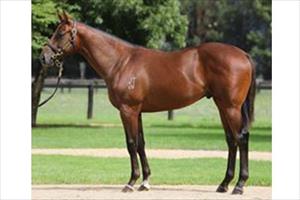 2015 Zoustar-Any Destination colt 2015 Zoustar-Any Destination colt