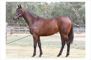 2015 Kuroshio-Sea Terrace filly 2015 Kuroshio-Sea Terrace filly