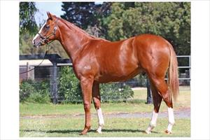 2015 Foxwedge-Sizzie 'Em colt 2015 Foxwedge-Sizzie 'Em colt