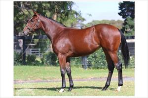 2015 Lope de Vega-Third Day filly 2015 Lope de Vega-Third Day filly