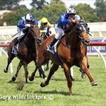 Catapulted Makes Light Work of Doveton Stakes Catapulted Makes Light Work of Doveton Stakes