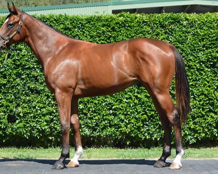 Kavanagh Racing Stables