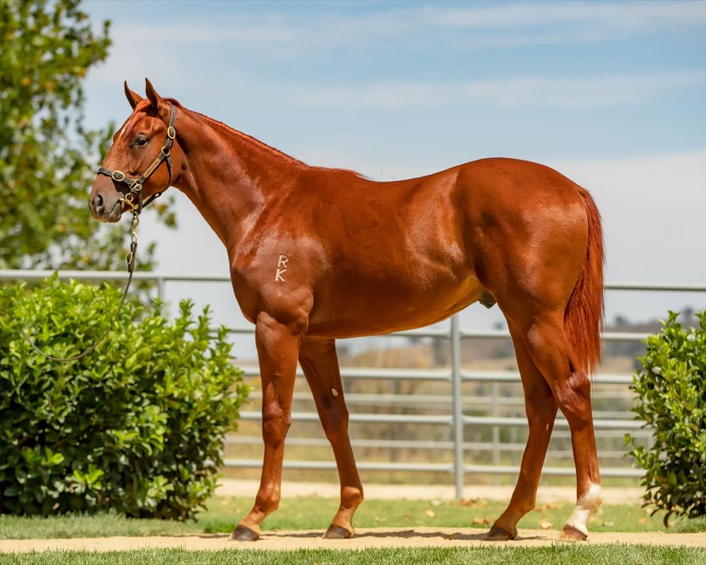 Kavanagh Racing Stables THE AUTUMN SUN X NURTURE kavanagh-racing-stables-the-autumn-sun-x-nurture